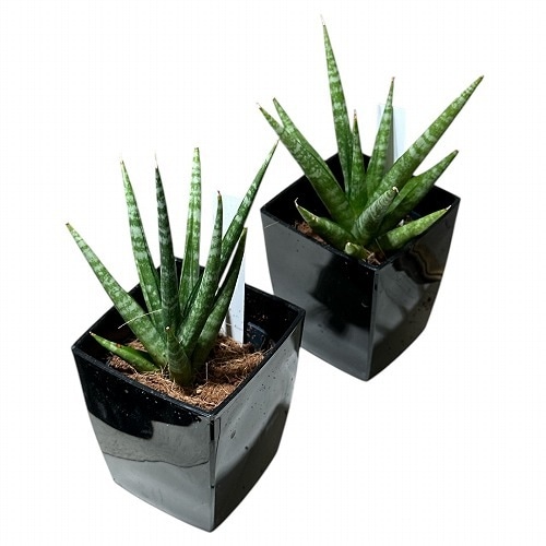 特大株 サンスベリア sp ソマリア サンセベリア sansevieria sansevieriasunday #sansevieria #sansevieriarorida
