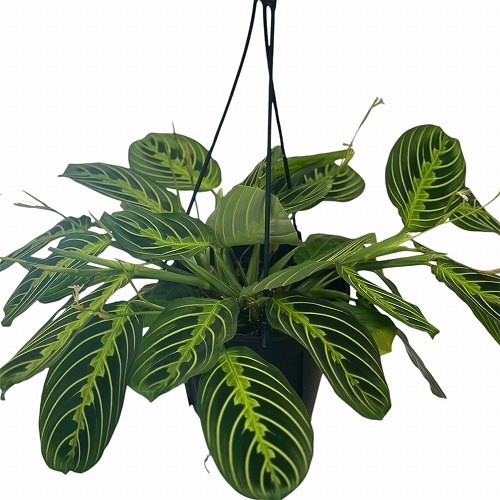 マランタ レモンライム 5号吊り黒鉢(個体おまかせ1鉢)｜芳樹園