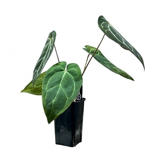【ラスト1点】アンスリウム　AOS (skg)カットクローン アンスリウム AOS (skg)カットクローン Anthurium AOS x