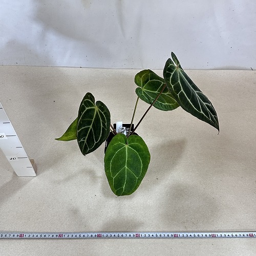 アンスリウム AOS×マグニフィカム 3.5号ロング 個体A(現品)｜芳樹園