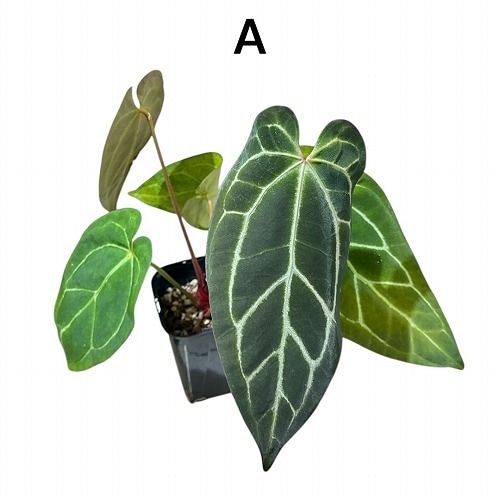 和*様 アンスリウム　AOS x FS anthurium fs×aos アンスリウム ハイブリッド - メルカリ