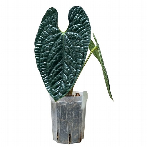 アンスリウム ルクスリアンス ブラック 4号透明ロングスリット鉢(現品