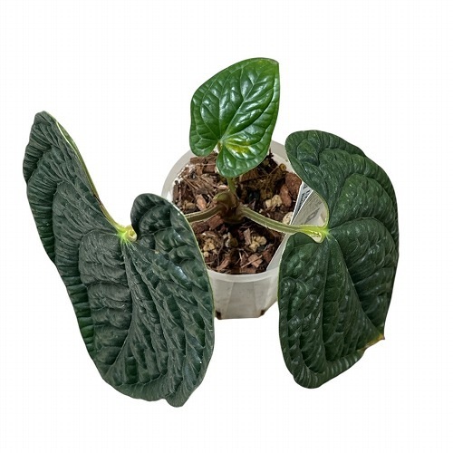 アンスリウム ルクスリアンス　鉢ごと発送 アンスリウムルクスリアンス