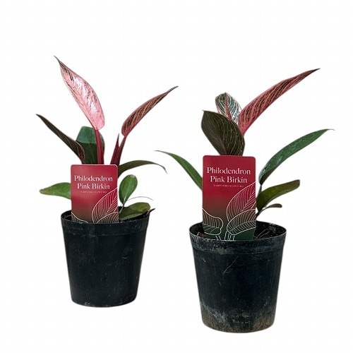 フィロデンドロン ピンクバーキン 3号(個体おまかせ1鉢)｜芳樹園