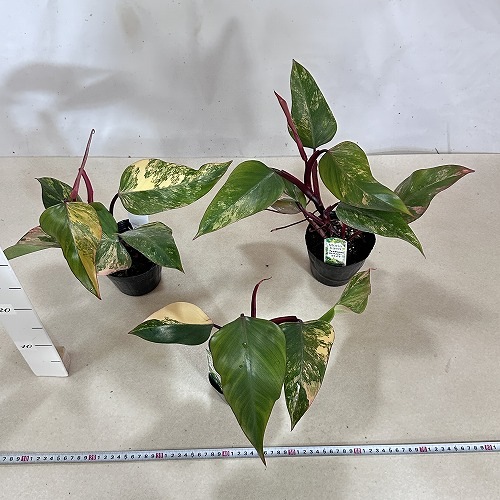 フィロデンドロン ストロベリーシェイク 4号ポット(個体おまかせ1鉢