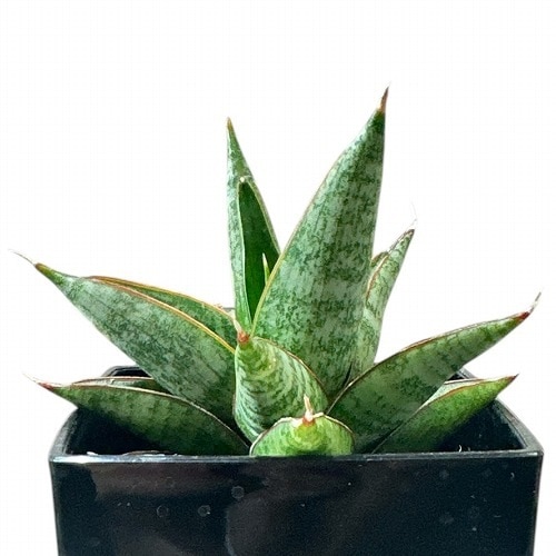 サンセベリア(サンスベリア) Sansevieria Rockman 3号角鉢カバー