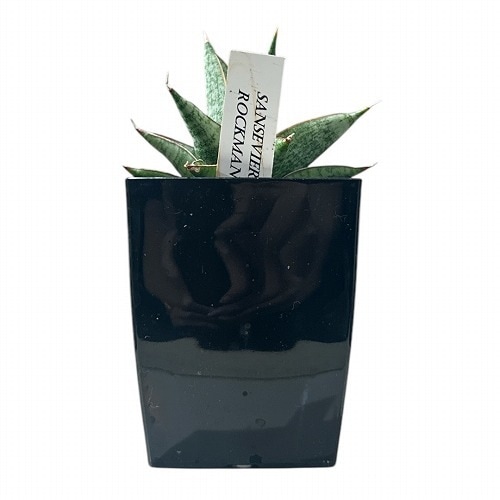 サンセベリア(サンスベリア) Sansevieria Rockman 3号角鉢カバー付