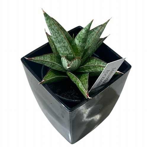 特大株 サンスベリア パウエル サンセベリア sansevieria PLANCHU 観葉植物 サンセベリア スパーバ 3.5号鉢 受け皿付き
