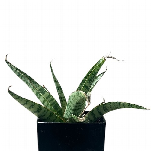 サンセベリア(サンスベリア) Sansevieria Pineapple 3号角鉢カバー付