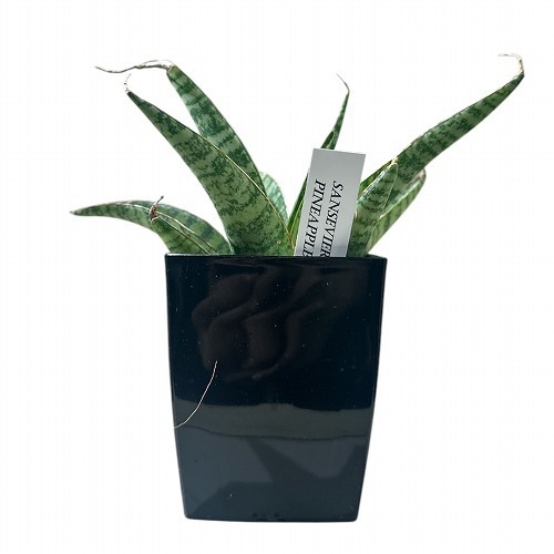 サンセベリア(サンスベリア) Sansevieria Pineapple 3号角鉢カバー付