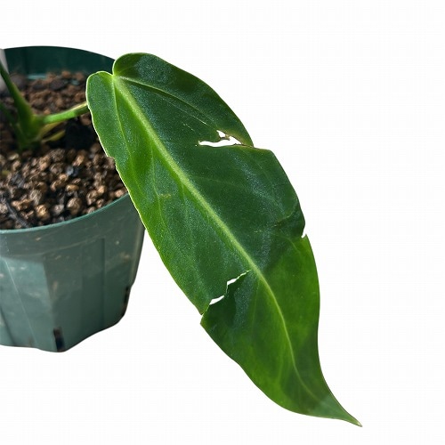 葉傷みあり アンスリウム ワロクエアナム(アンスリューム ワロクアナム