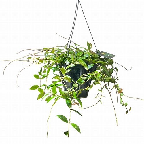 ホヤ(サクララン) レベッカ 5号吊り鉢(現品)｜芳樹園オンラインショップ
