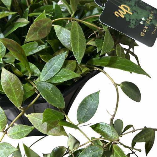 ホヤ(サクララン) レベッカ 5号吊り鉢(現品)｜芳樹園オンラインショップ