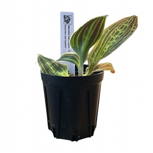 ［ジュエルオーキッド］Macodes sanderiana 高級品種 ジュエルオーキッド Macodes sanderiana 'Stranger' 2号(現品