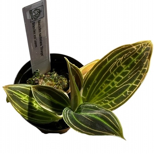 高級品種 ジュエルオーキッド Macodes sanderiana 'Stranger' 2号(現品
