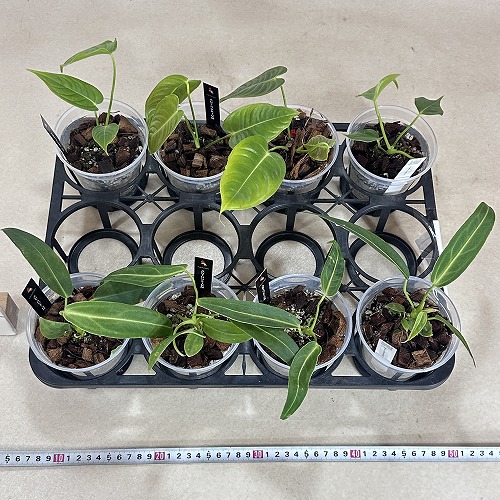 アンスリウム ベイチー(Veitchii) 3.5号透明鉢(個体おまかせ1鉢