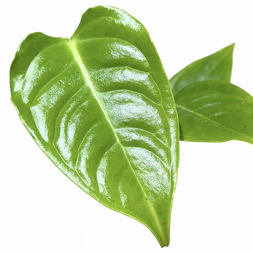 アンスリウム ベイチー(Veitchii) 3.5号透明鉢(個体おまかせ1鉢