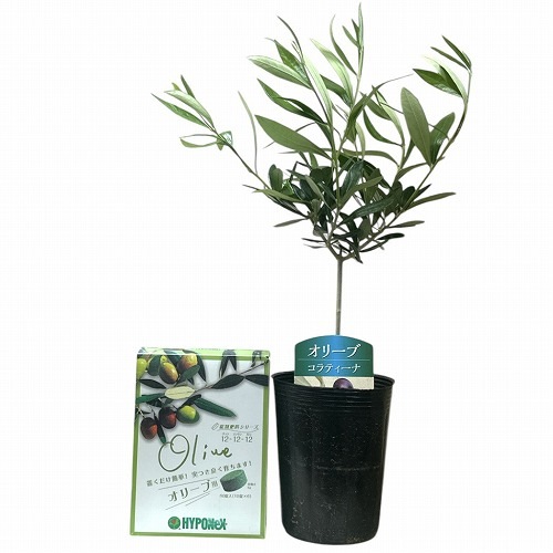 おまけの肥料付き! オリーブ コラティーナ 3.5号ポット(個体おまかせ1