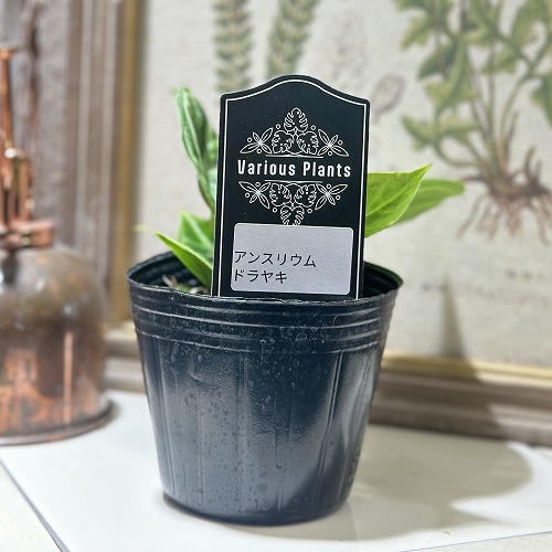 アンスリウム クリスタリヌム ドラヤキ 3号ポット 黒ラベル付き(個体