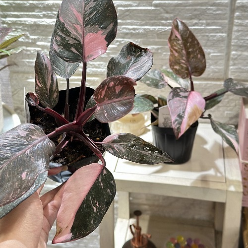 葉傷みあり フィロデンドロン ピンクプリンセスギャラクシー 3.5号