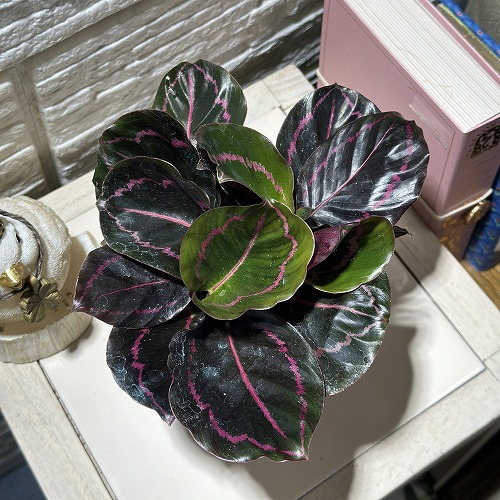 カラテア ロゼオピクタ ドッティー 3号硬質ポット(個体おまかせ1鉢