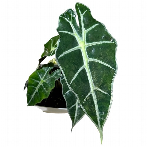 アロエ　ポリフィラ　良株 芳樹園オンラインショップ｜園芸用品・園芸資材の専門店