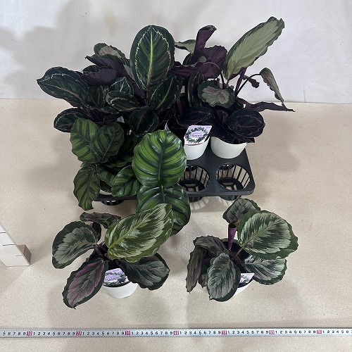 カラテア メダリオン V2 4号白丸鉢(個体おまかせ1鉢)｜芳樹園