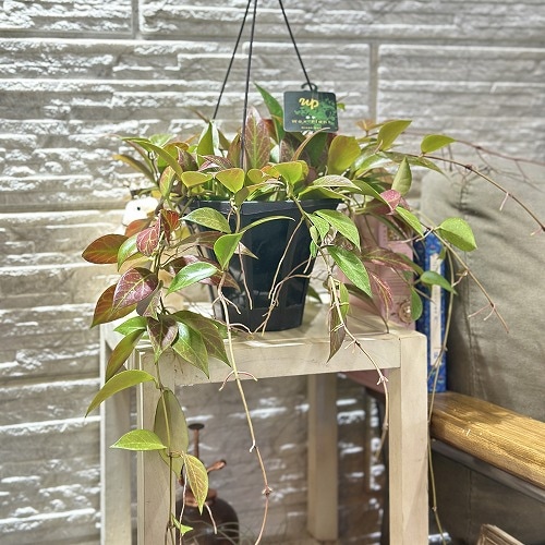 ホヤ サンライズ 5号吊り鉢(現品)｜芳樹園オンラインショップ