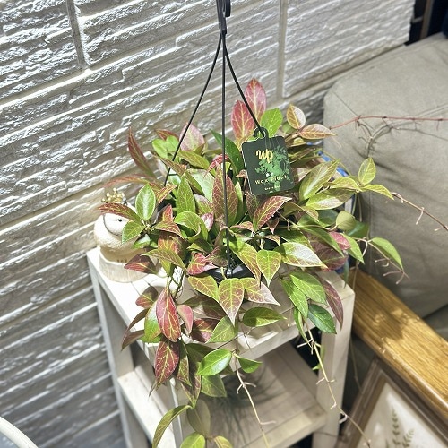 ホヤ サンライズ 5号吊り鉢(現品)｜芳樹園オンラインショップ
