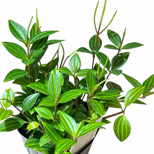 ペペロミア ラグラス 3号苗ビニールポット(個体おまかせ1鉢)｜芳樹園