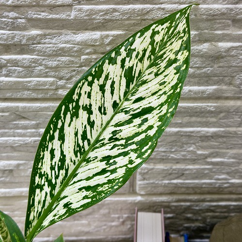 ディフェンバキア ホワイトエトナ 4号白鉢(個体おまかせ1鉢)｜芳樹園