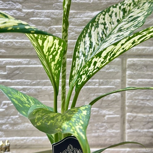 ディフェンバキア ホワイトエトナ 4号白鉢(個体おまかせ1鉢)｜芳樹園