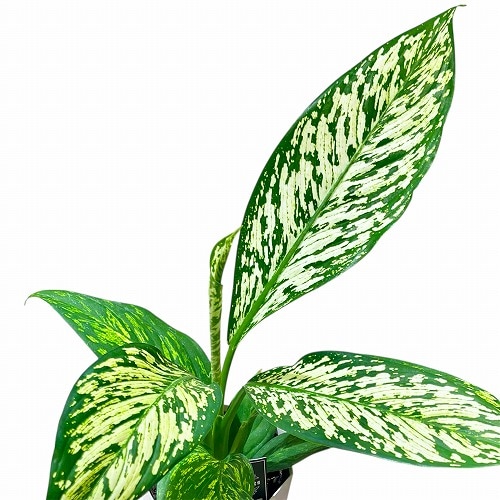 ディフェンバキア ホワイトエトナ 4号白鉢(個体おまかせ1鉢)｜芳樹園