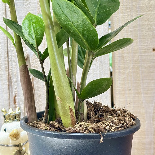 ザミオクルカス ザミフォーリア 4号黒鉢(個体おまかせ1鉢)｜芳樹園