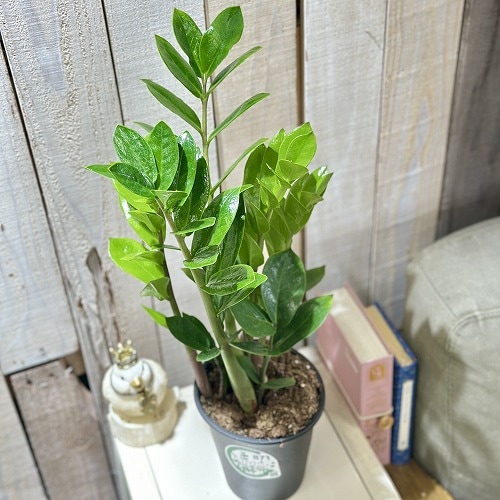 ザミオクルカス ザミフォーリア (斑入り) ** 鉢ごと発送致