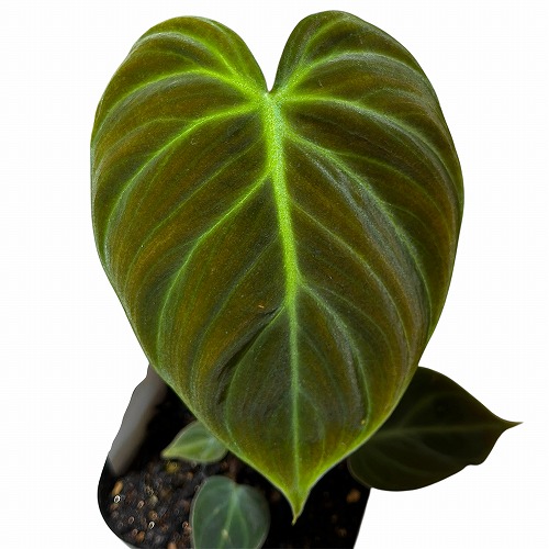 葉傷みあり】フィロデンドロン エルチョコレッド 3.5号ポット(個体