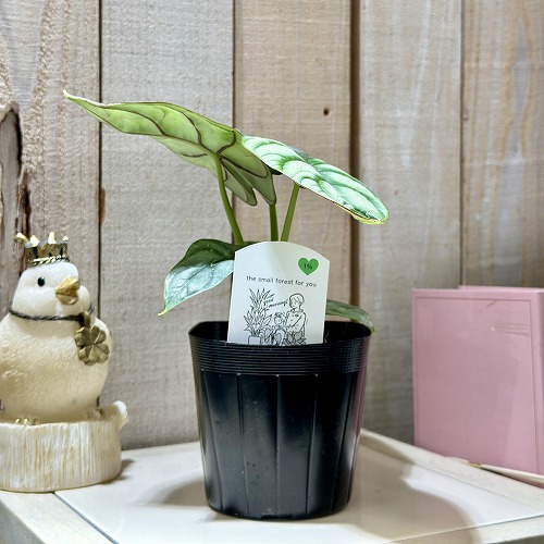 アロカシア シルバードラゴン 3.5号ポット(個体おまかせ1鉢)｜芳樹園