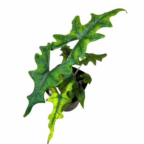 アロカシア ジャックリン 斑入り Alocasia Jacklyn Varieg アロカシア
