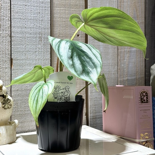 フィロデンドロン プロウマニー 3.5号(個体おまかせ1鉢)※多少の葉傷み