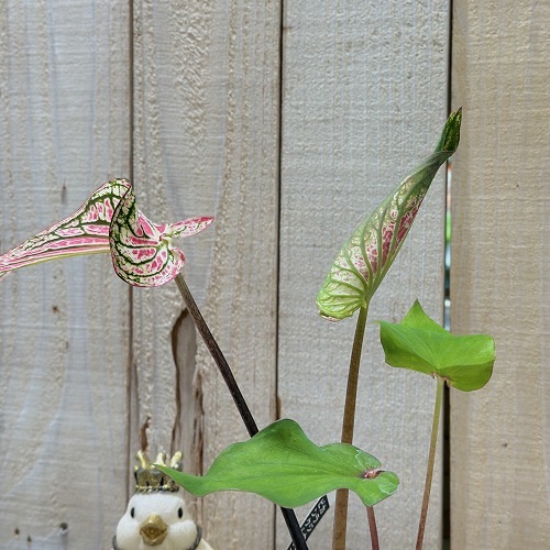 カラジウム ピンクシンフォニー 4号硬質ポット(現品)｜芳樹園