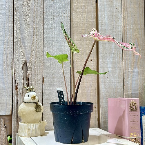 カラジウム ピンクシンフォニー 4号硬質ポット(現品)｜芳樹園