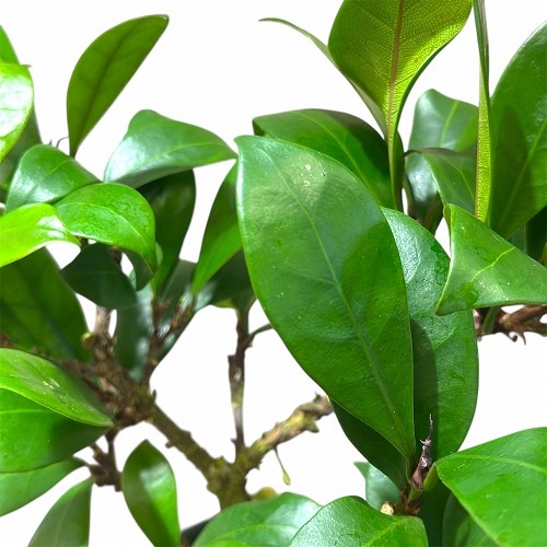 直接引取■フィカスキアティスティプラ/観葉植物/175cm■スタイリッシュな樹形 直接引取□フィカスキアティスティプラ/観葉植物/175cm