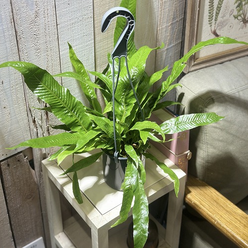 アグラオモルファ コロナンス アグラオモルファ コロナンス ”ジム”｜ピクタ公式通販