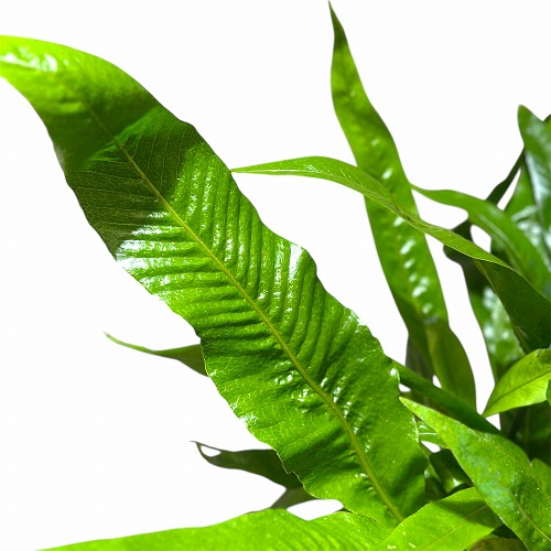 アグラオモルファ コロナンス(シダ) 4号吊り鉢(個体おまかせ1鉢