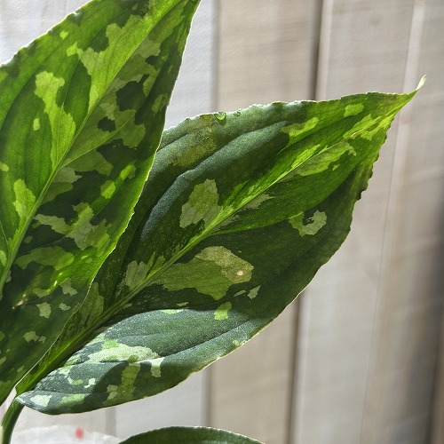 アグラオネマ ピクタム トリコロール (ワイド)本日セール中です。 アグラオネマ ピクタム トリカラー「Aglaonema pictum tricolor