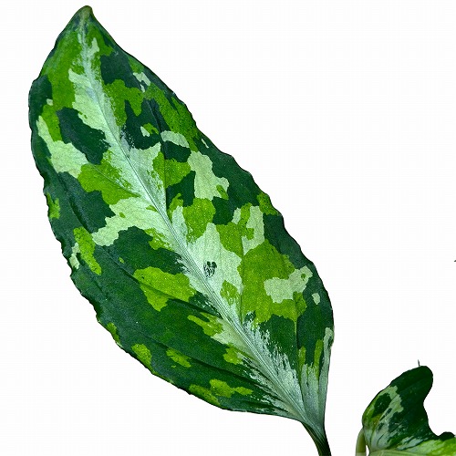 アグラオネマ ピクタム トリコロール (ワイド)本日セール中です。 アグラオネマ ピクタム トリカラー ワイド | PROTOLEAF プロトリーフ