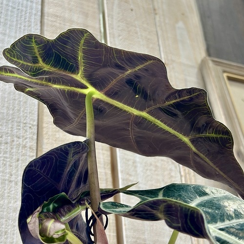 アロカシア アマゾニカ 3.5号硬質黒ポット(個体おまかせ1鉢)｜芳樹園