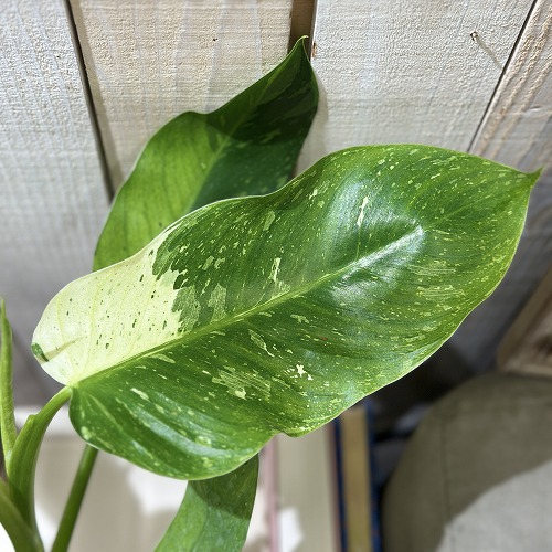 個体差あり フィロデンドロン ジョセボーノ 4号白鉢(個体おまかせ1鉢