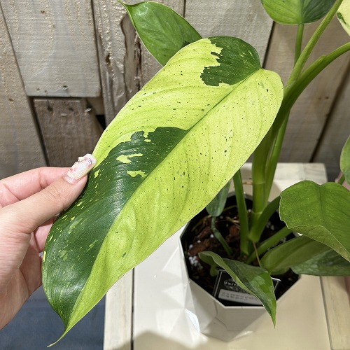 個体差あり フィロデンドロン ジョセボーノ 4号白鉢(個体おまかせ1鉢