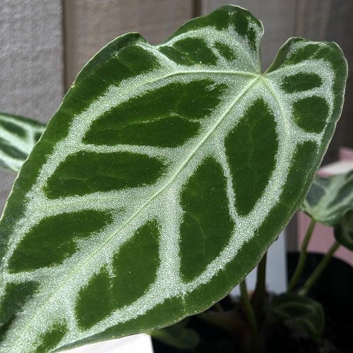 葉傷みあり】アンスリウム クリスタリナム ホープ 3.5号ポット(個体